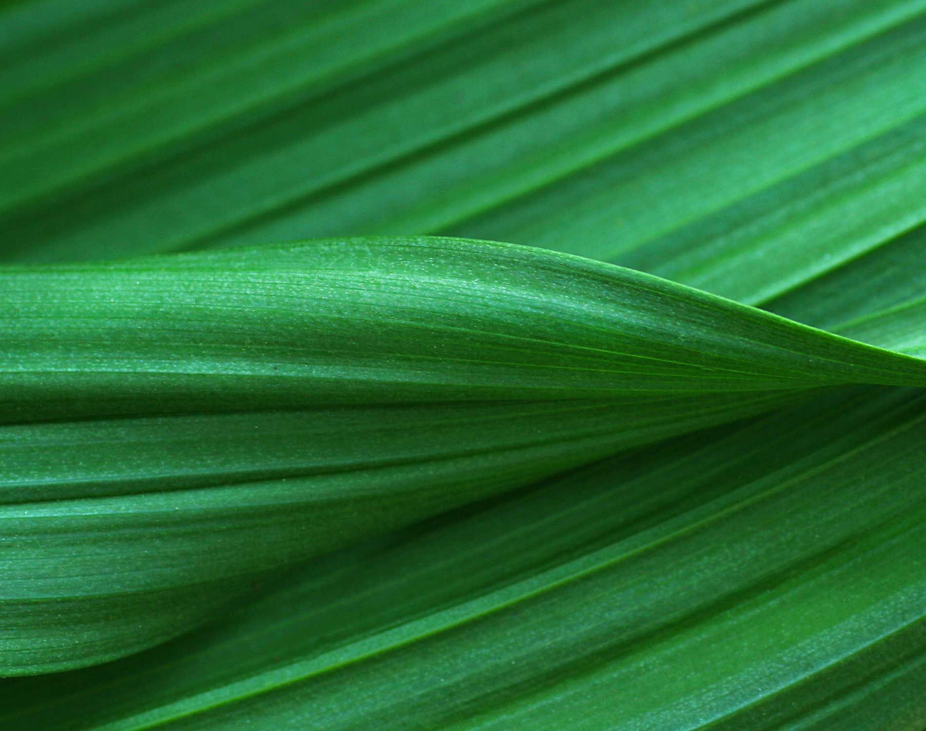 Green leaves close up